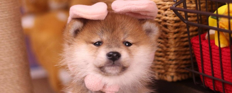 Do Shiba Inu Misidentify Their Owners?