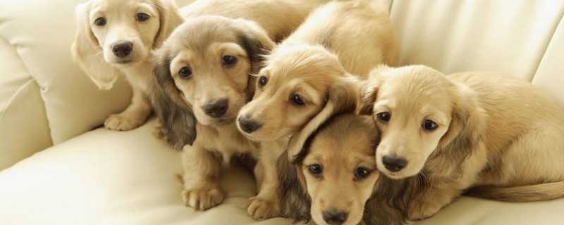 Do dogs recognize humans as masters?