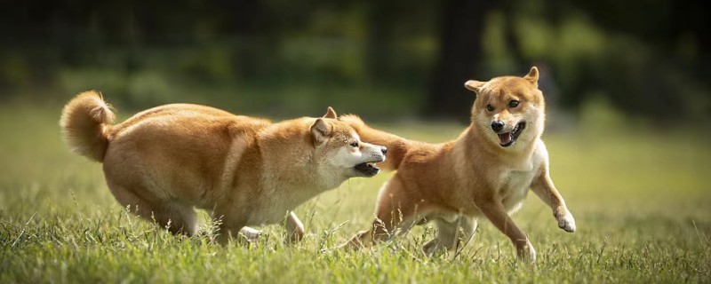 Does a Shiba Inu recognize its owner at 8 months?