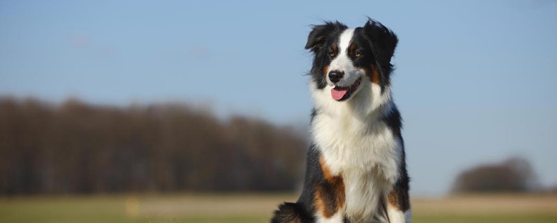 Will an adult black back recognize a new owner?