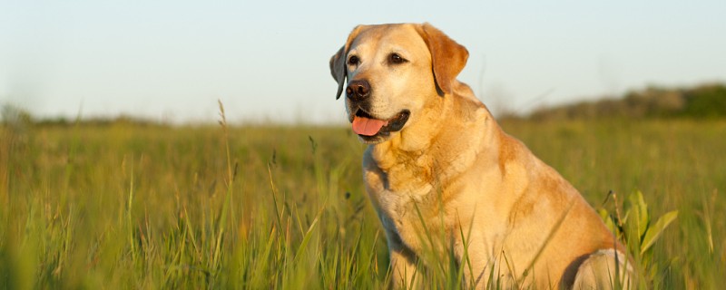 Do Labrador mixes recognize their owners?