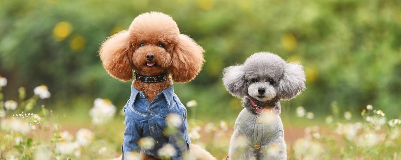 Will Teddy dogs recognize new owners?
