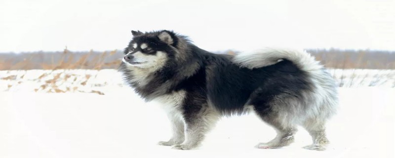 Can an adult Alaska recognize a new owner?