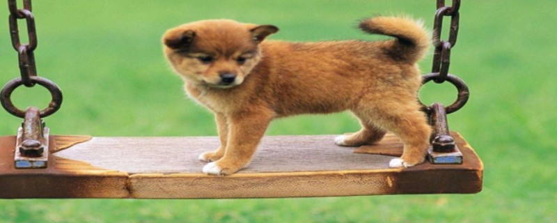 Does the 1-year-old dog recognize the new owner?