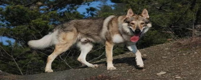 Can a Czech wolfhound recognize two owners?