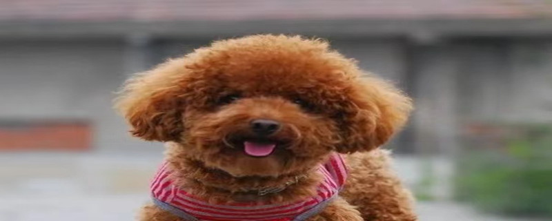 Will 8-year-old Teddy recognize his owner again?