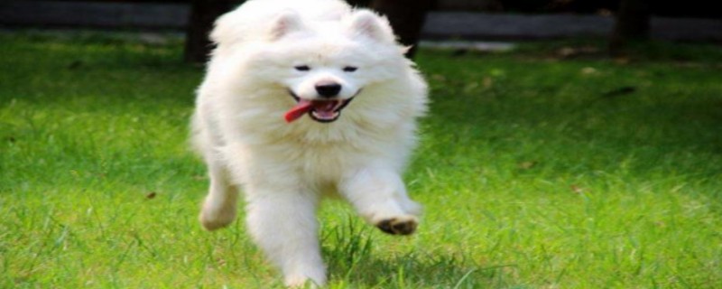 Will a Samoyed recognize its owner in two months?