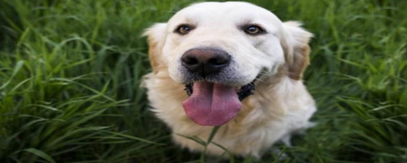 Can puppies recognize their owners if they don't see each other often?