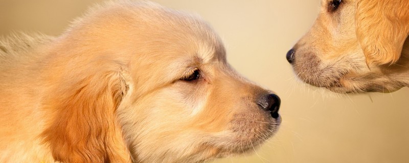 Will a 9-month-old golden retriever recognize its new owner?