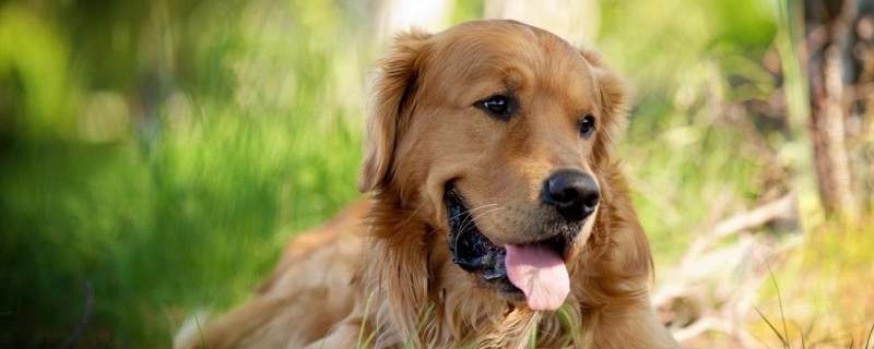 Does the three-month-old golden retriever recognize its owner?