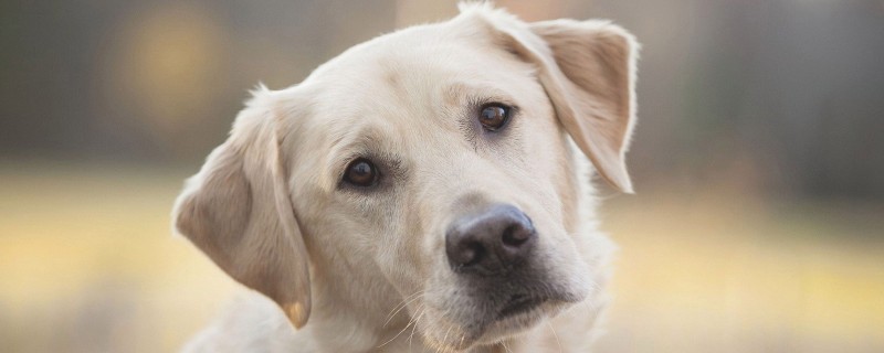 Does a dog that has been raised for a year recognize its owner?