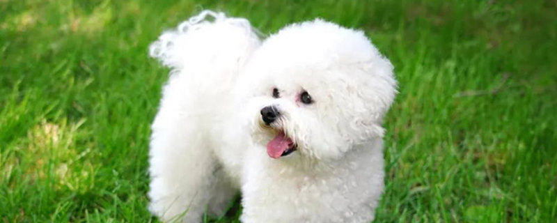 Will the bichon christmas recognize a new owner after being given away?