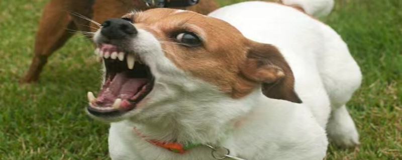 Do rabies recognize their owners?