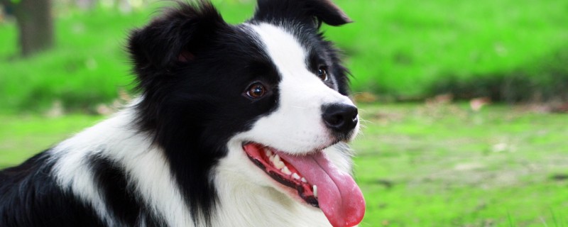 Can border shepherds recognize new owners at the age of 1?