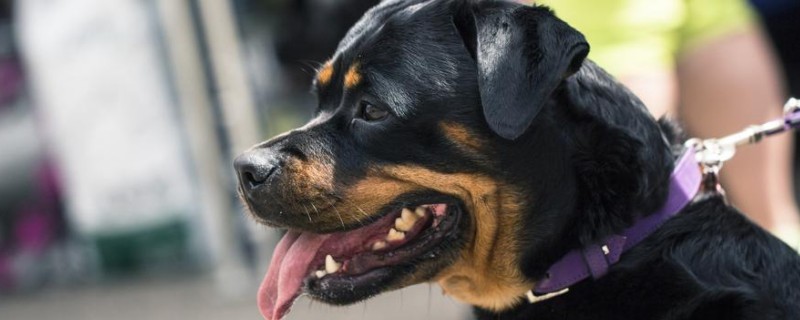 Will a Rottweiler recognize a woman as a master?