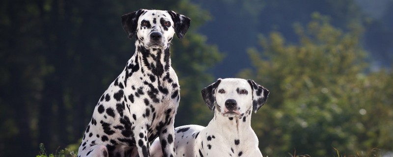 Do Dalmatians recognize their owners?