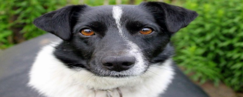 Can a dog recognize its owner after a few months?