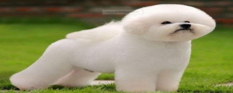 Will a bichon recognize its owner when it is over one year old?