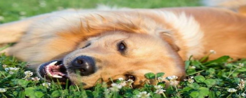 Will the Golden Retriever recognize a new owner in 2 months?