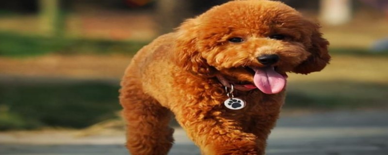 Will five-month-old Teddy recognize a new owner?