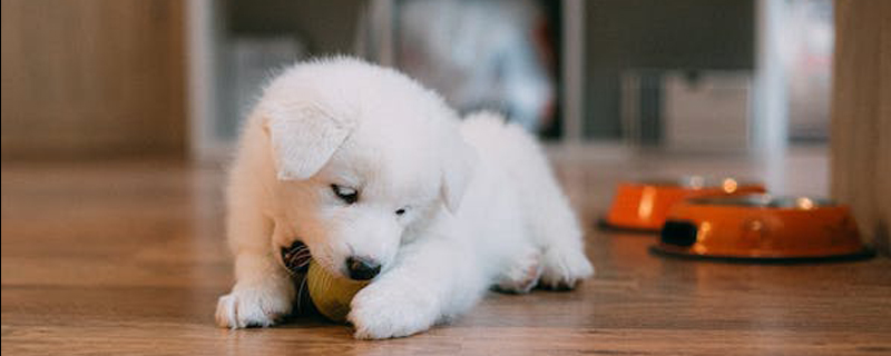 Will a Samoyed recognize its owner in a month?