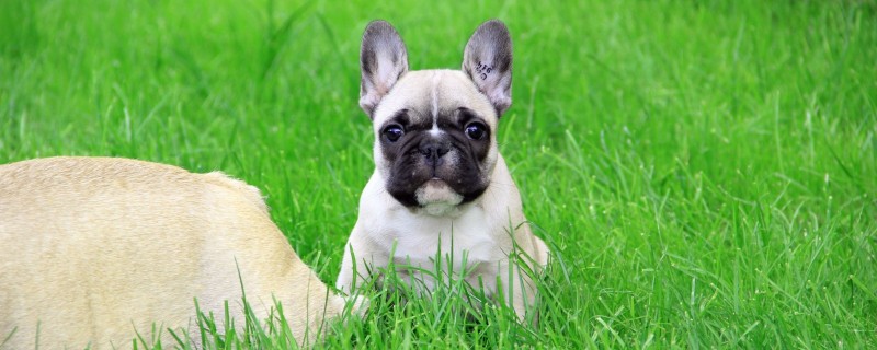Can a one-and-a-half-year-old dog recognize its new owner?