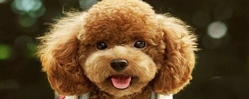 Does Teddy only recognize the first owner?