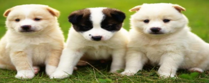 Will the puppy recognize its owner in five days?