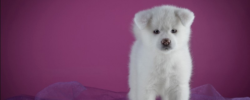 Will someone else's dog recognize its owner?