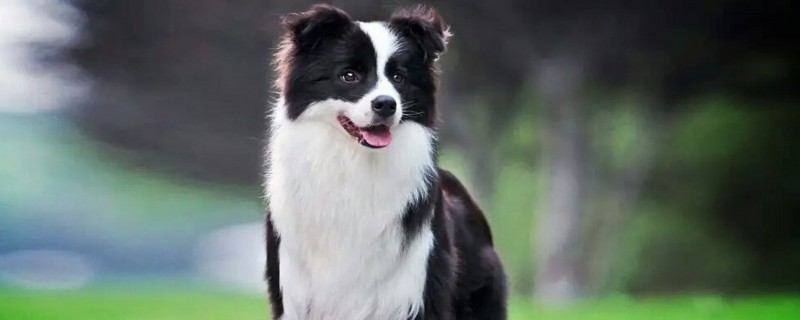 Does the four-month-old border shepherd recognize the owner?