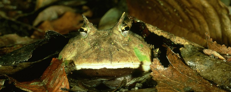 Does the horned frog stink?