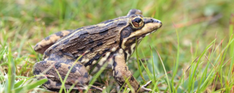 How does the horned frog survive the winter