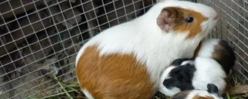 What to do if the guinea pig does not eat feed