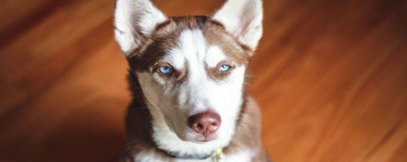 Are Dream Huskies Rare?