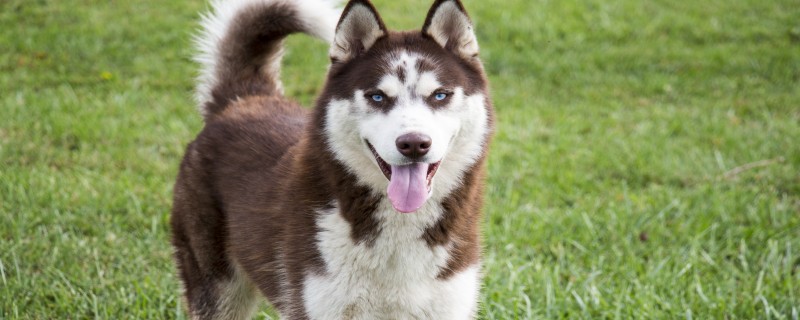 Will the husky go home if it is lost?