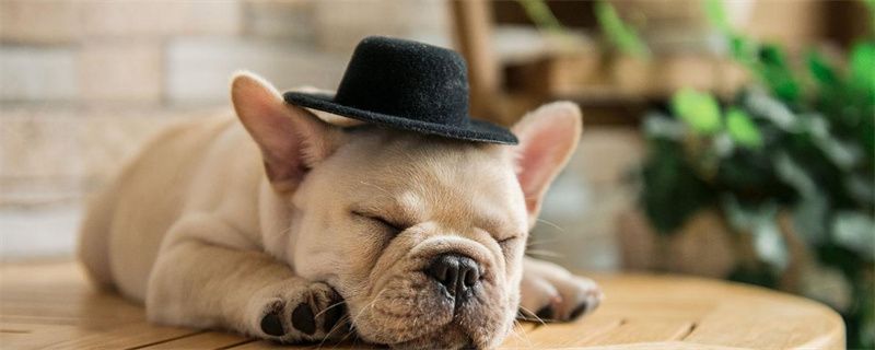 What to do if the French fighting dog is vomiting and diarrhea