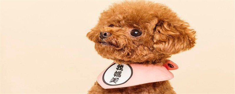 Teddy has a cold, can he heal himself?