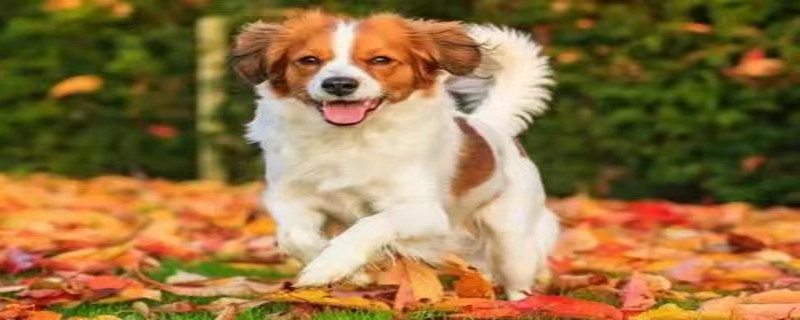 Do dogs recognize their owners at eight months?