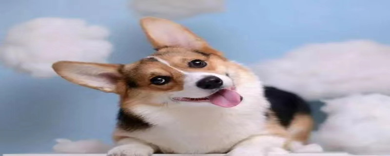 Can corgis recognize their owners at 6 months?