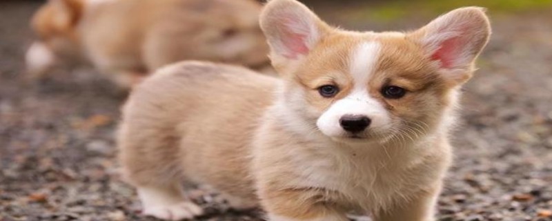 Can a corgi recognize a new owner at 8 months?