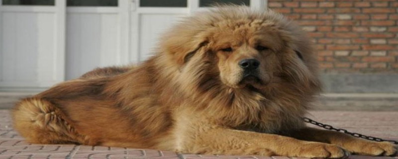Do Tibetan mastiffs only recognize the first owner?