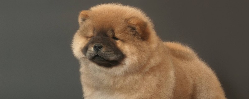 Can a two-year-old Chow recognize its new owner?