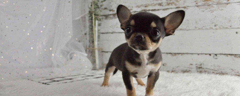 Does a 7-month-old Chihuahua recognize its owner?