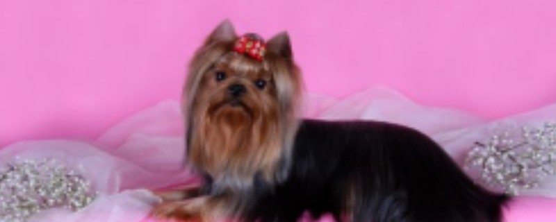 Will Yorkies recognize a family as their master?