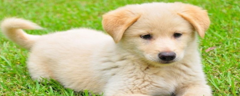 Does a dog that has been raised for 15 days recognize its owner?