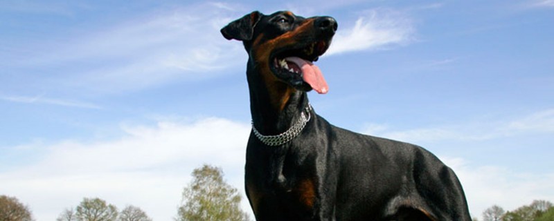 Can a Doberman pinscher recognize two owners at the same time?