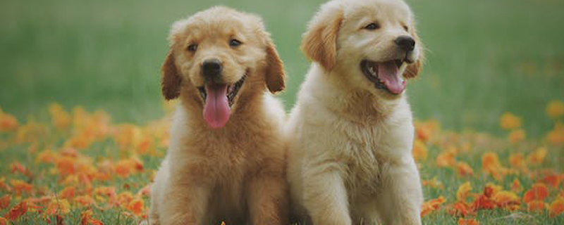 Will a dog immediately recognize its owner when it is bought?