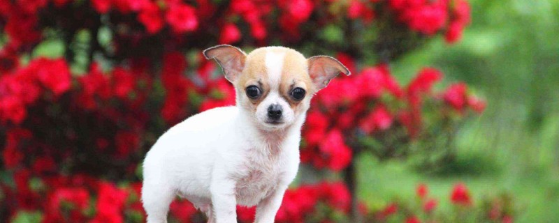 Does the 6-month-old dog recognize its owner?