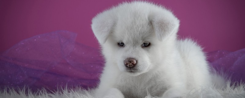 Can a 5 month old dog recognize its owner?