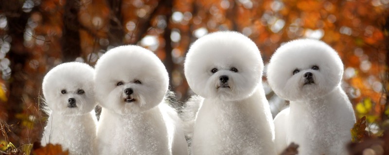 Does a puppy know its owner?